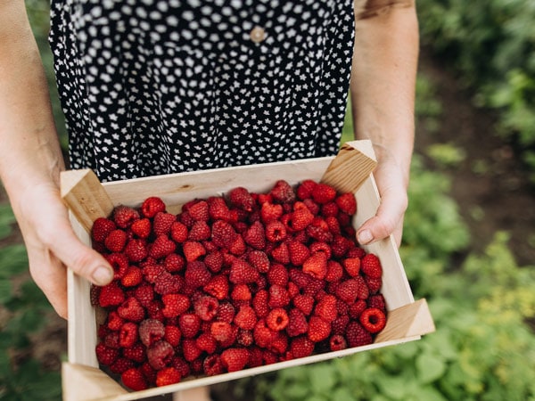 Raspberry picking