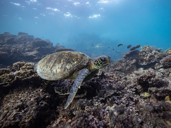 Turtle swimming above coral at Coral Bay in WA