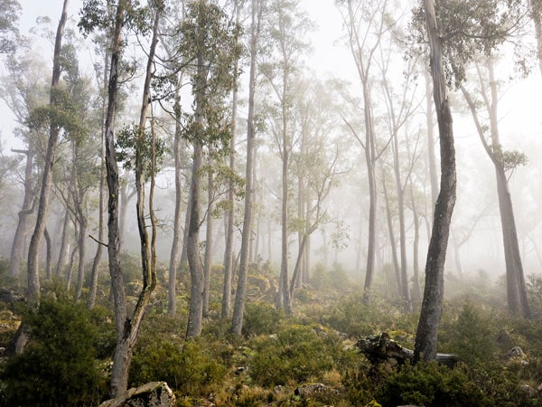 Eucalyptus trees Tasmania