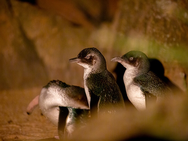 Low Head penguins, things to do in Tamar Valley