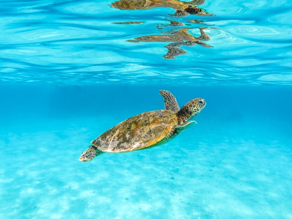 Turtle in crystal clear blue water at Lakeside in Exmouth WA