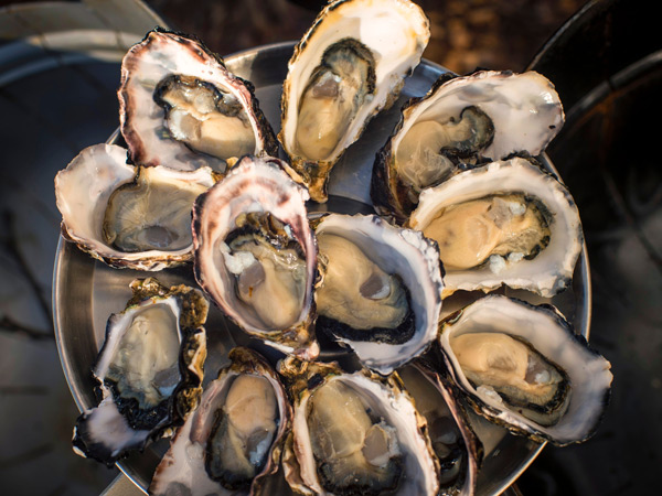 Get Shucked oysters, Bruny Island