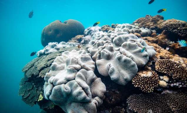 Fish and coral underwater at Coral Bay, a snorkelling spot in WA.