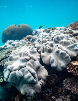 Fish and coral underwater at Coral Bay, a snorkelling spot in WA.
