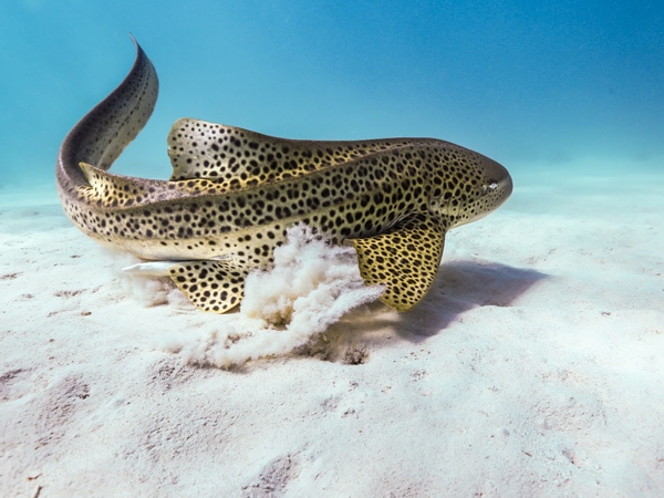 Leopard Shark in the sand on the ocean floor at Osprey Bay, Exmouth, WA.