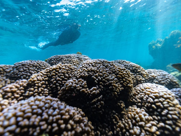 Coral and snorkeller at Rottnest Island, WA