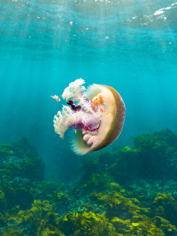 Jellyfish floating in the water at Rottnest Island, Western Australia