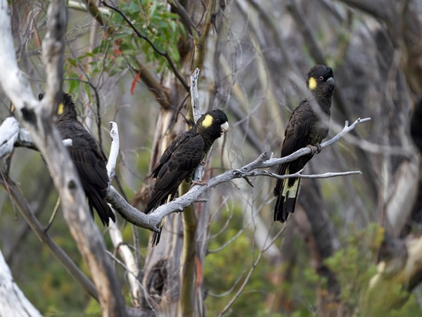 Yellow-tailed Black Cockatoo 