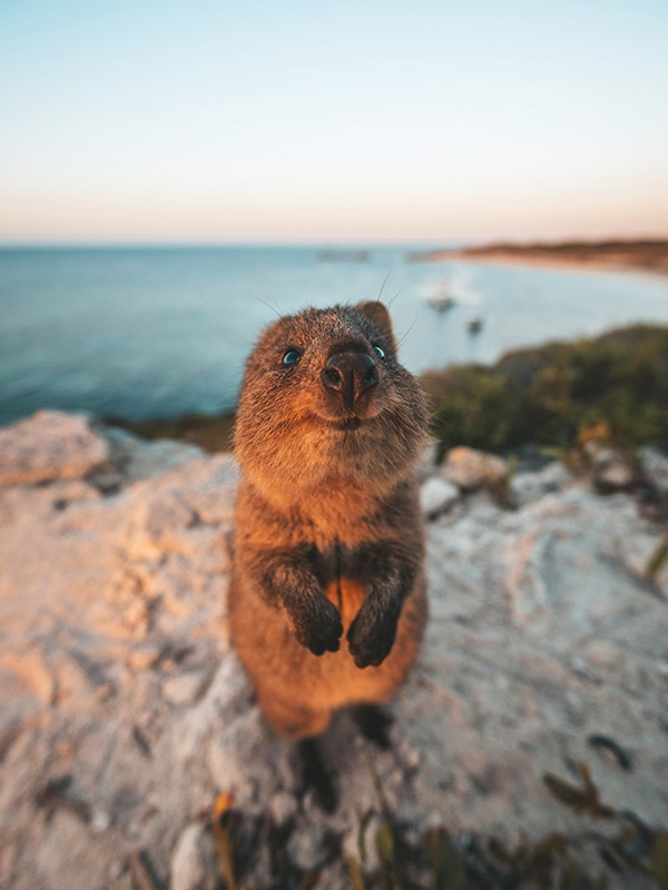 quokkas on Rottnest Island
