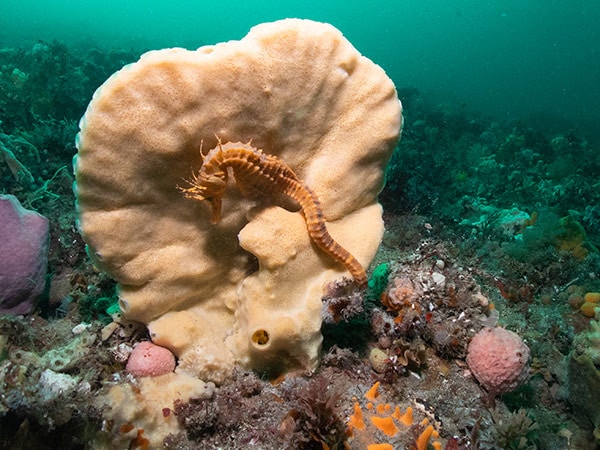 colourful sponge gardens and seahorses at The Monument dive spot, George Town,things to do in Tamar Valley