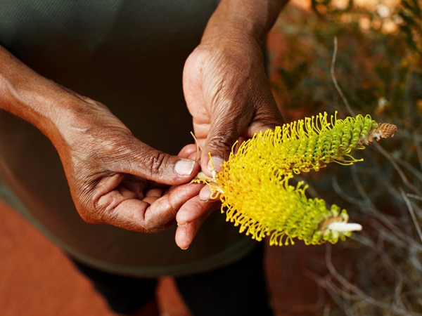 a person holding a local flora during the Bush Tucker Experience at Ayers Rock Resort