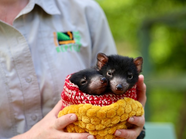 Tasmanian Devil joeys at Australian Reptile Park
