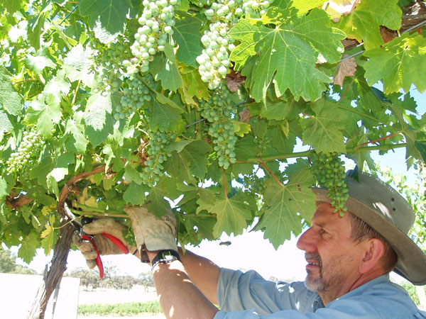 Peter Fyffe, Glenwillow winegrower and owner