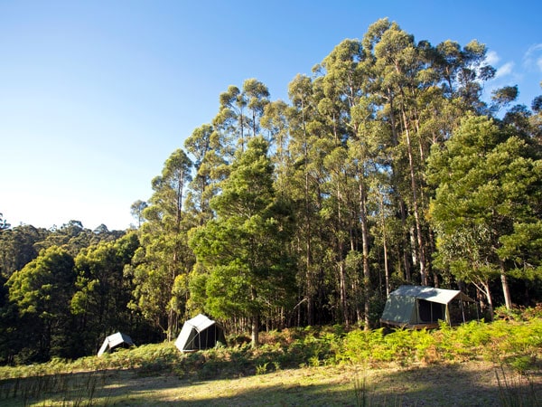 glamping tents scattered around the forest
