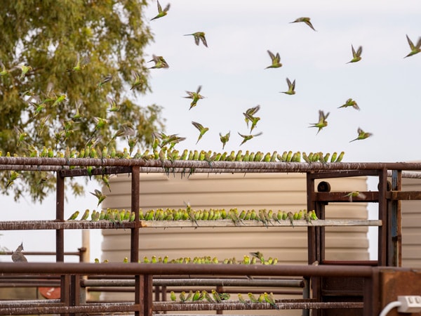 Birdlife Curtin Springs Wayside Inn