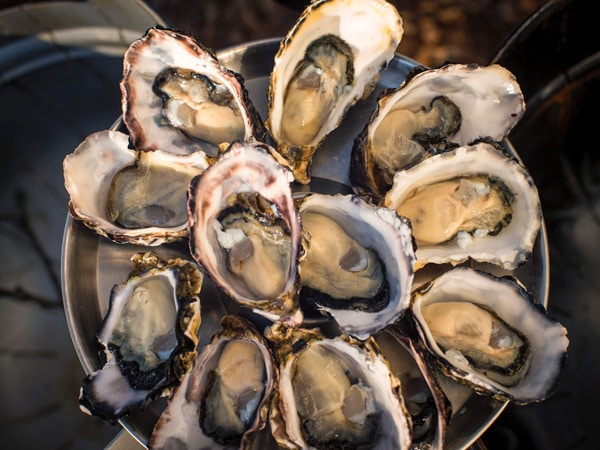 a bucket filled of raw oysters