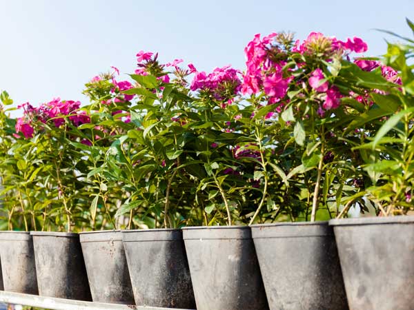 Getty image of market plants