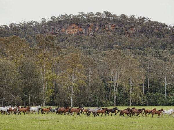 Glenworth Valley Central Coast