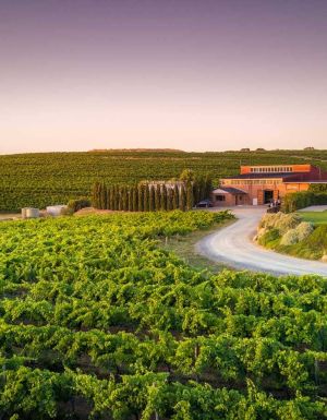 the outside view of the expansive Coriole vineyards