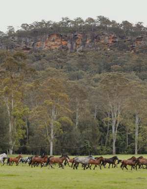 Glenworth Valley horses