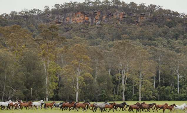 Glenworth Valley horses