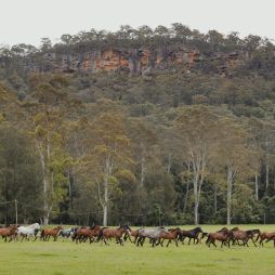 Glenworth Valley horses