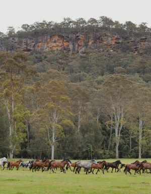 Glenworth Valley horses