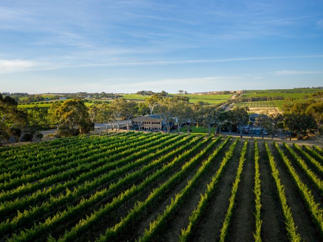 vineyard views at Swell Brewing Co. Taphouse & Brewery, McLaren Vale