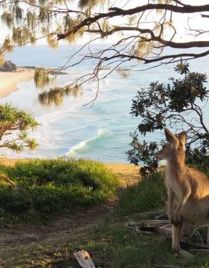 kangaroo on North Stradbroke Island