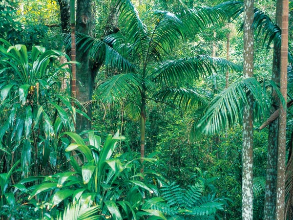 Ferns in Northbrook Gorges near Brisbane