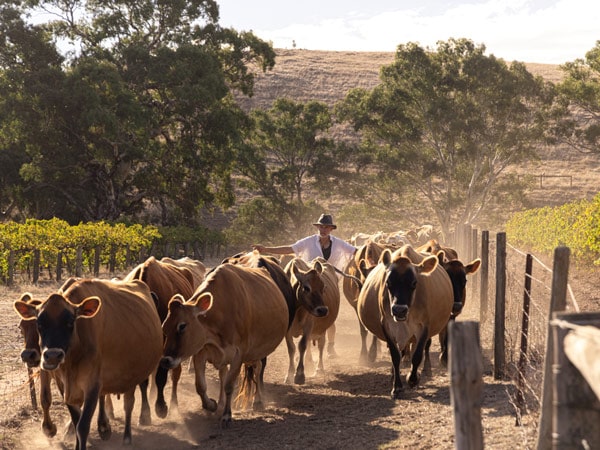a man herding cows on a sunny day at a farm in The Dairyman Barossa