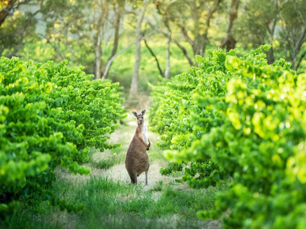 Kangaroo at Woodstock Wine in McLaren Vale