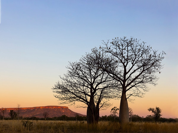 two boab trees amidst the sunset background