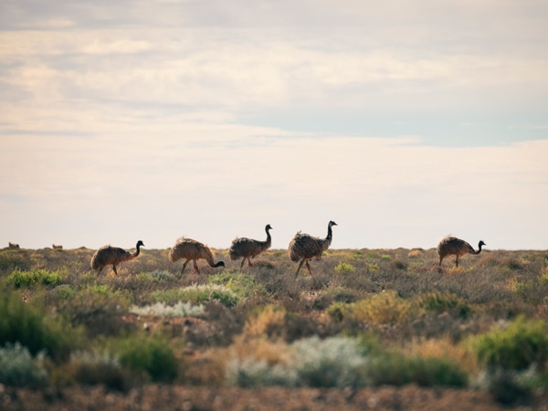 a parade of emus in Broken Hill