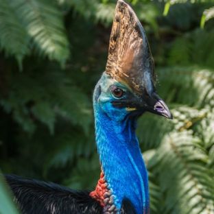 Daintree Rainforest