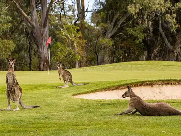 kangaroos on a golf course, Barossa Valley