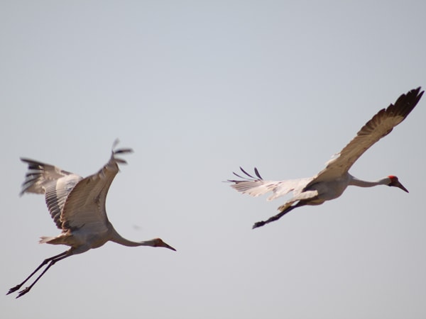 brolgas flying above El Questro