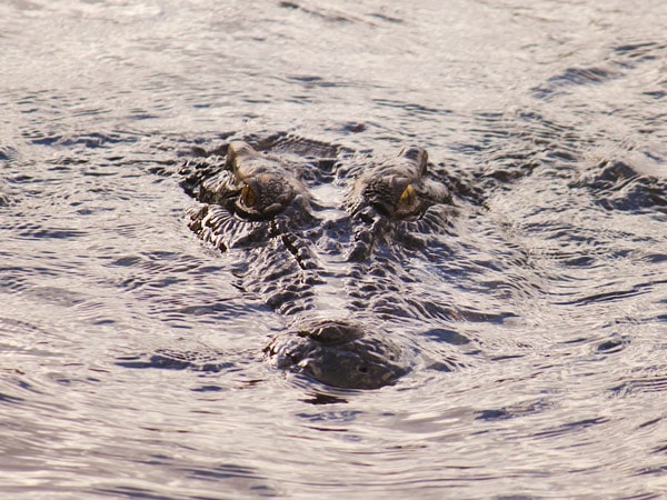 a crocodile lurking beneath the surface of Chamberlain River
