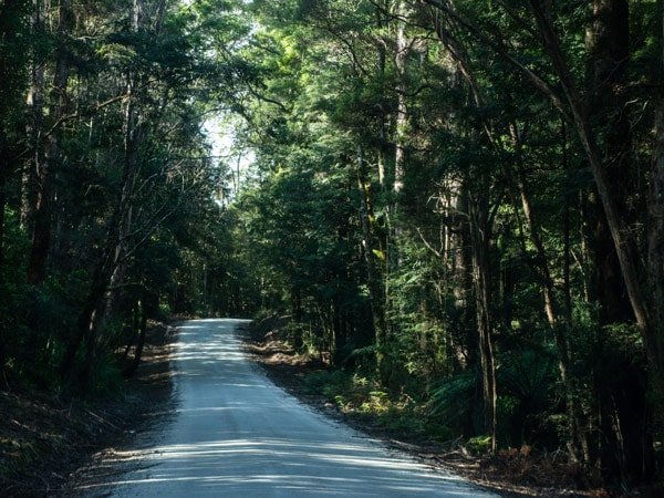 giant tree ferns surrounding Corinna