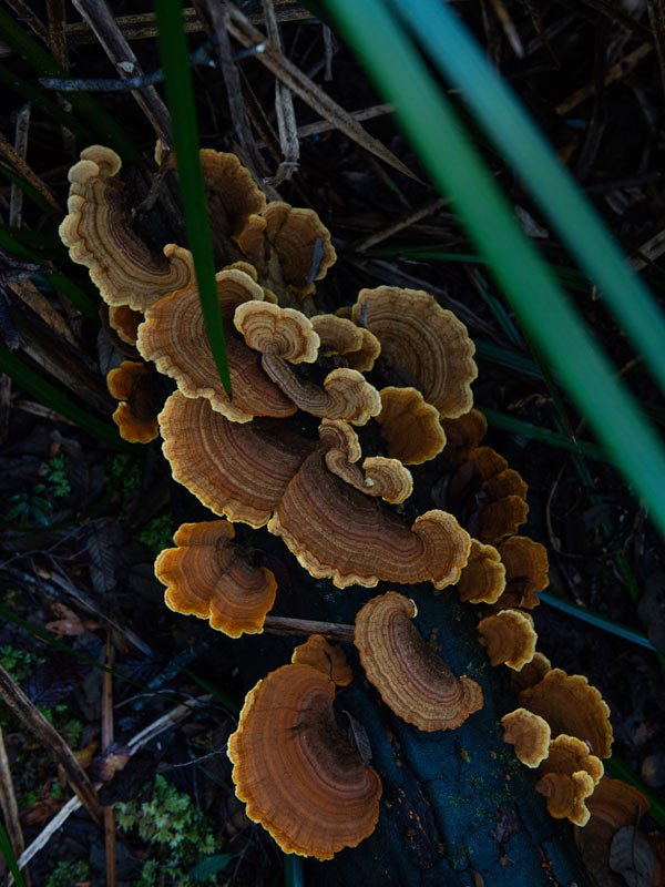 mushrooms sprouting in Corinna and surrounds