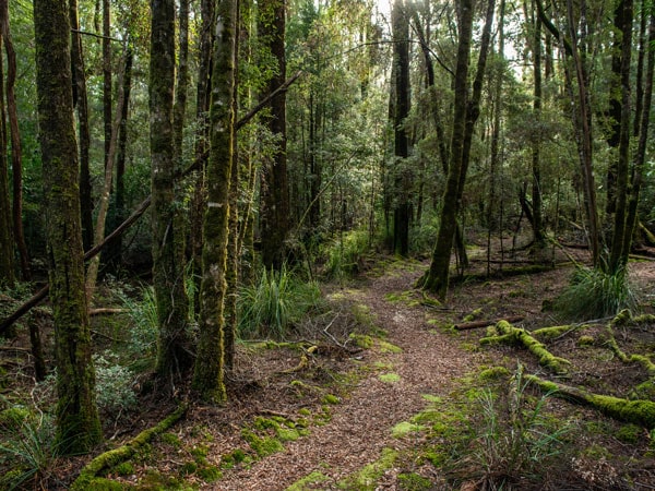 a mossy forest in the Corinna wilderness