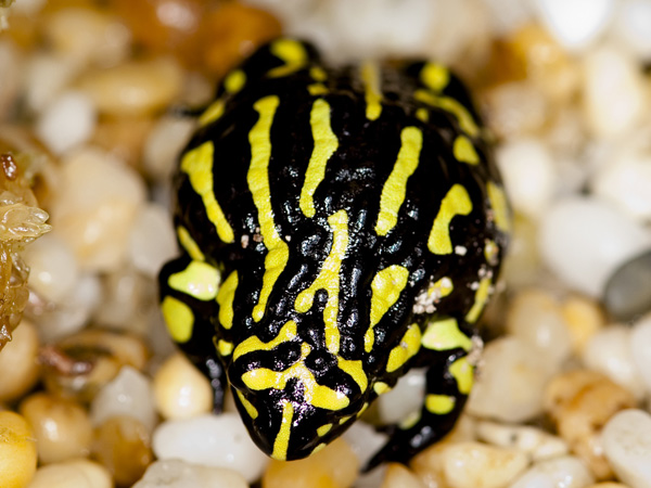 a Corroboree Frog in Namadgi National Park