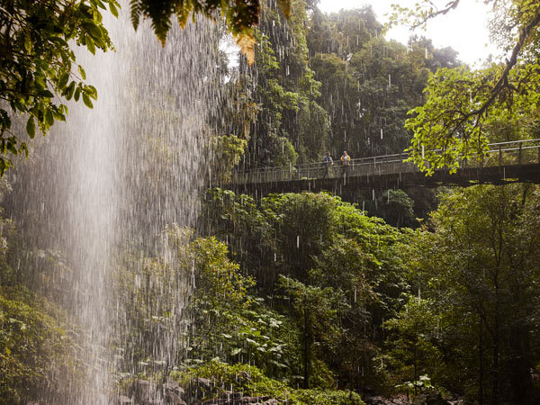 Couple walking the bridge along the Crystal Shower Falls walk, Dorrigo National Park