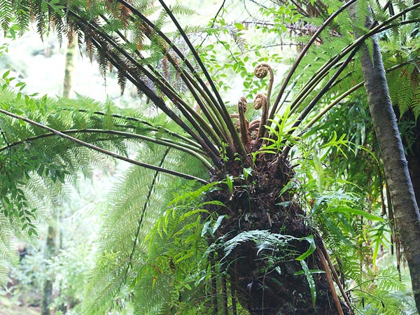 a century-old tree in takayna/Tarkine rainforest