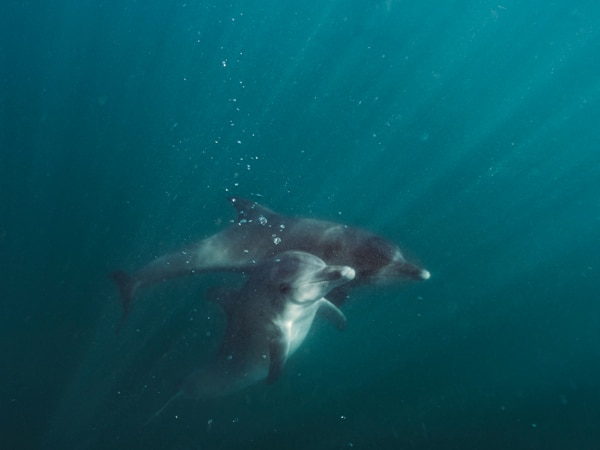 Dolphins swim underwater in the Peel Region of WA
