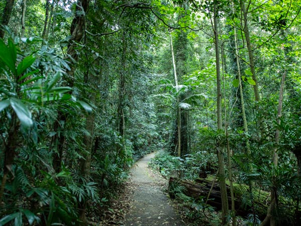 The lush rainforest along the Crystal Shower Falls walk in Dorrigo National Park, Dorrigo Mountain