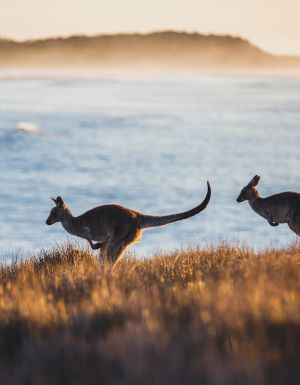 Every memory-making stop on a Yamba to Coffs Harbour day trip