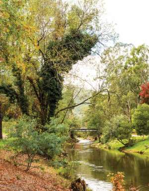 Autumn leaves in Bright Victoria