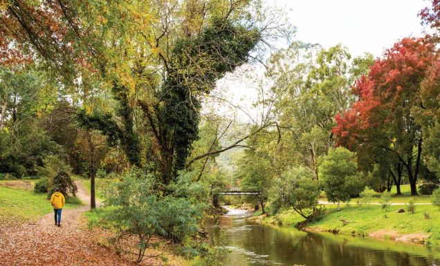 Autumn leaves in Bright Victoria