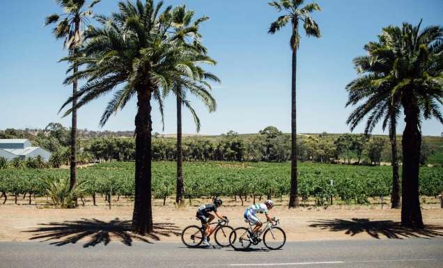 Cyclists riding past vineyards in the Barossa Valley